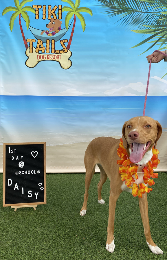 Dogs playing at daycare