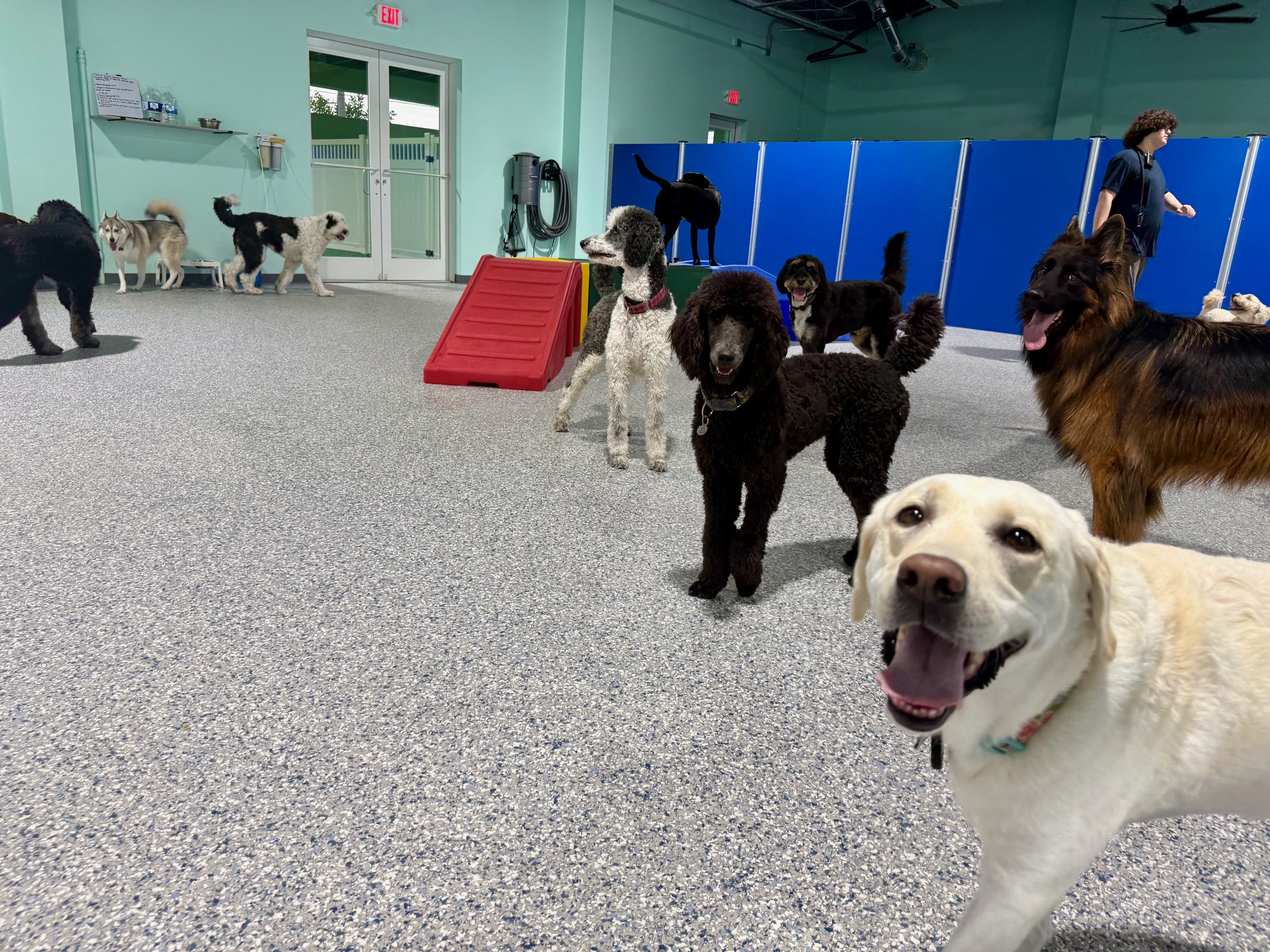 Happy dogs at daycare