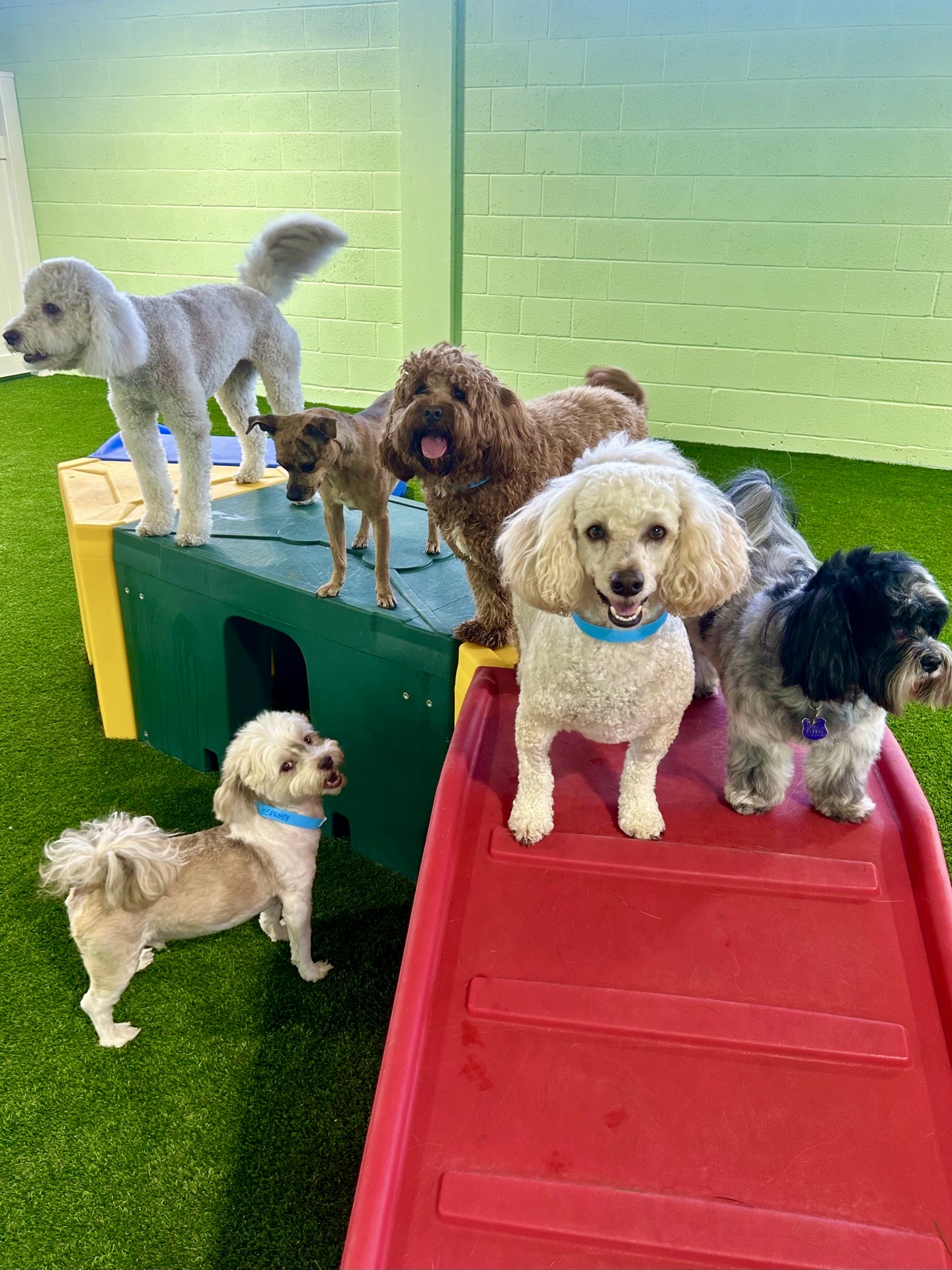 Dogs relaxing at Tiki Tails