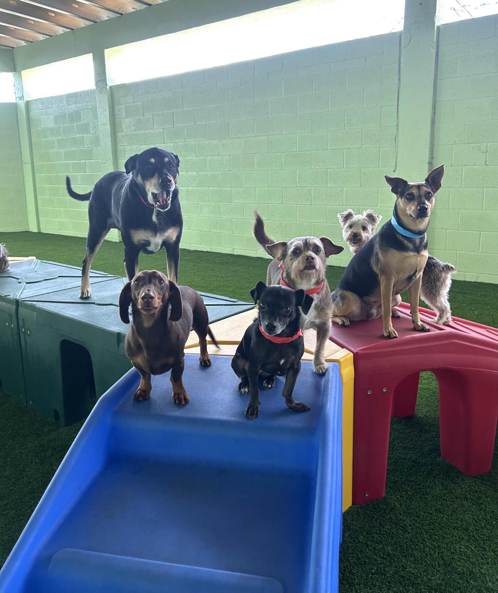 Playful dogs at Tiki Tails