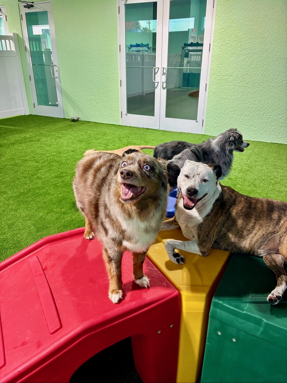 Happy dogs at daycare
