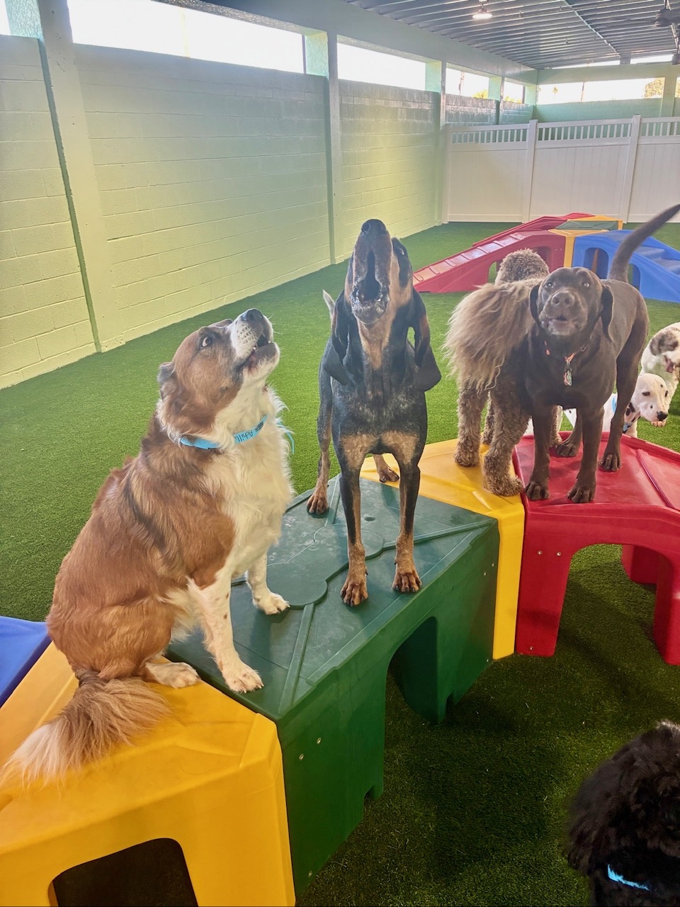 Dogs playing together