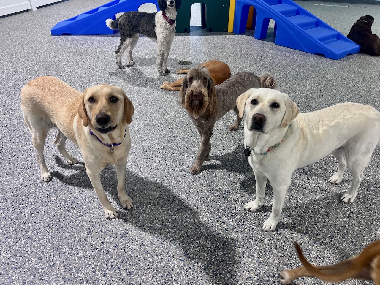 Happy pups playing