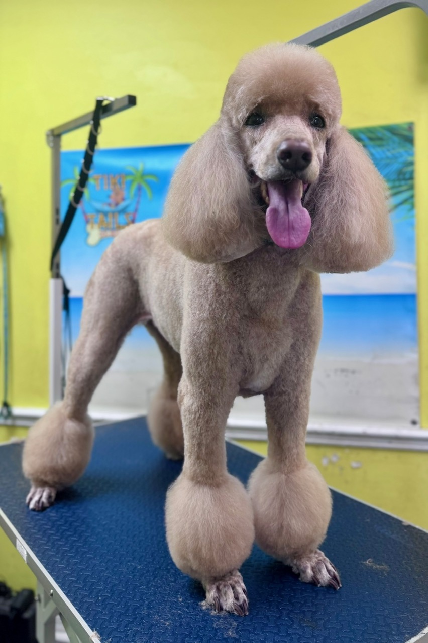 Freshly groomed dog with rounded pompom feet standing on grooming table at Tiki Tails Dog Resort