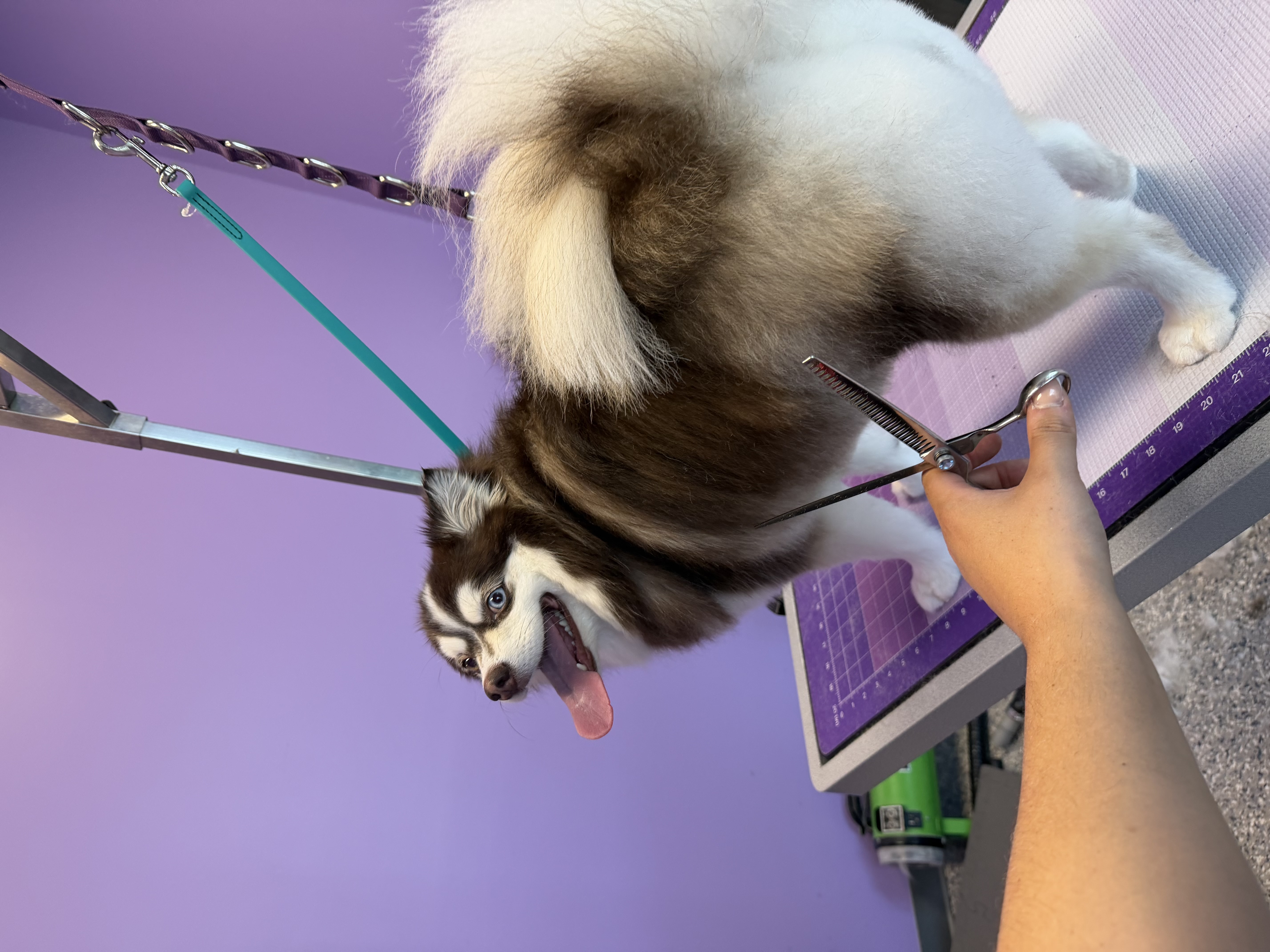 Happy black and white freshly groomed dog standing on grooming table
