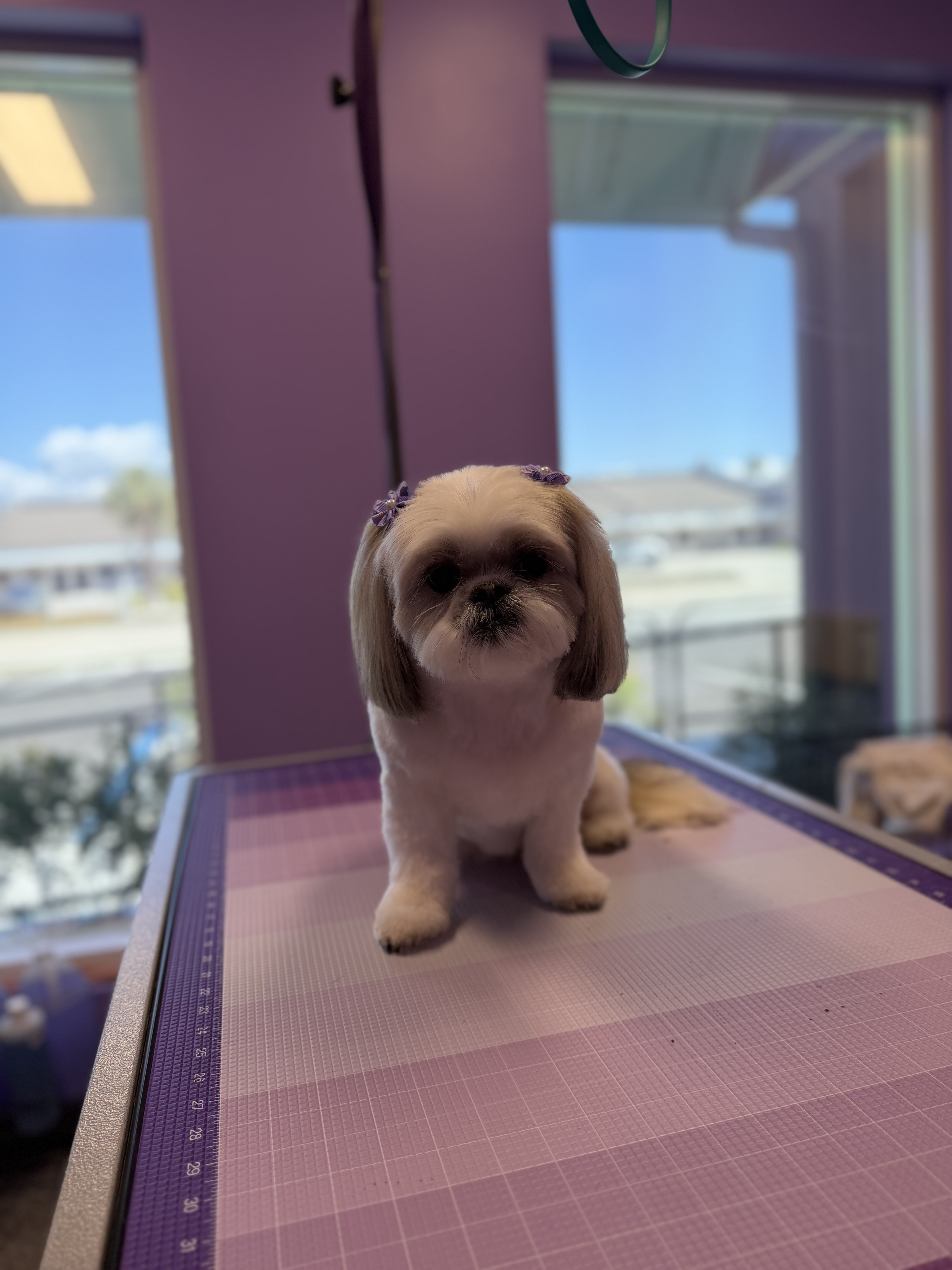 Grey and white freshly groomed dog with purple bows in hair sitting on grooming table