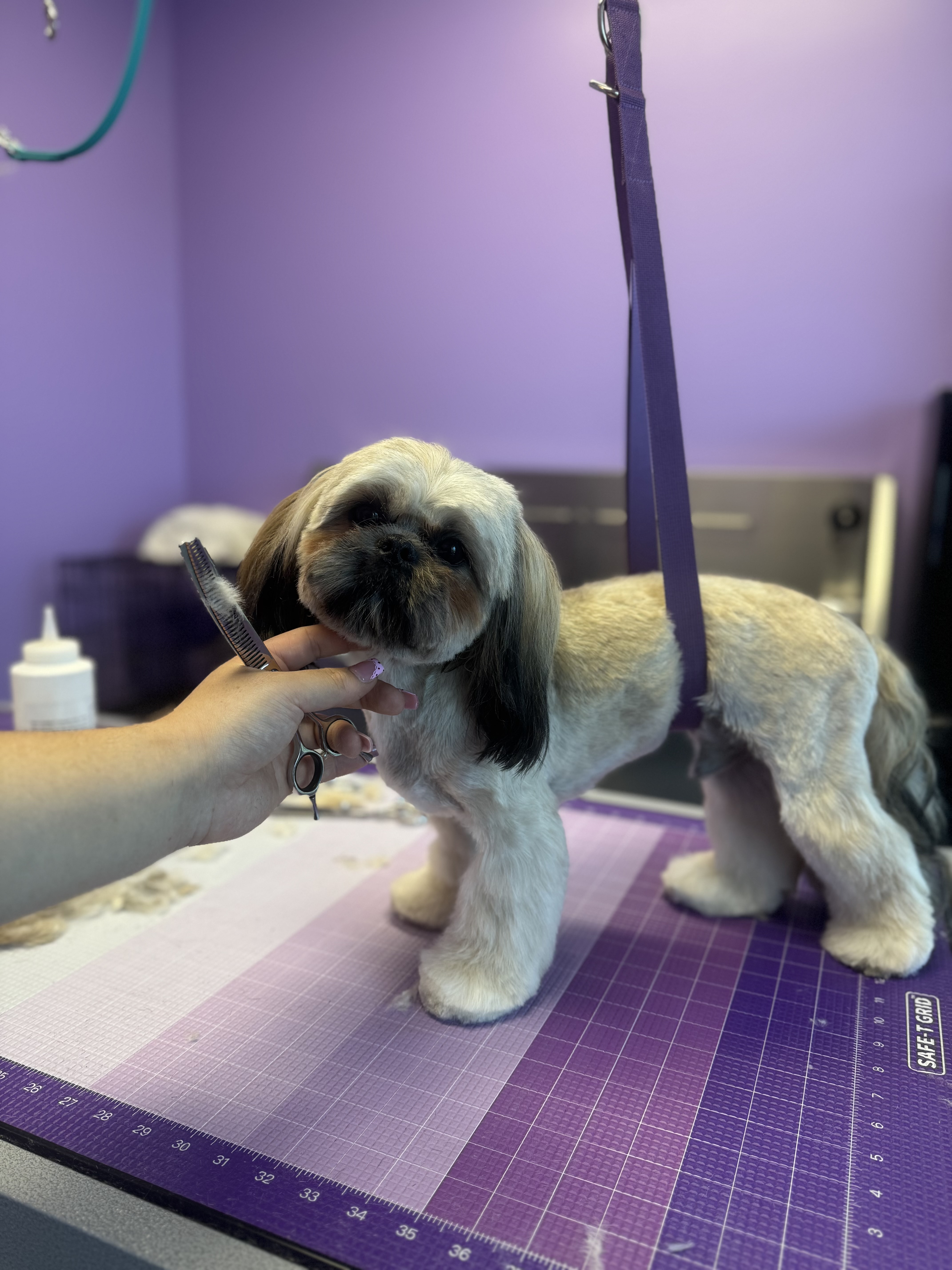 Small grey freshly groomed dog standing on grooming tablle