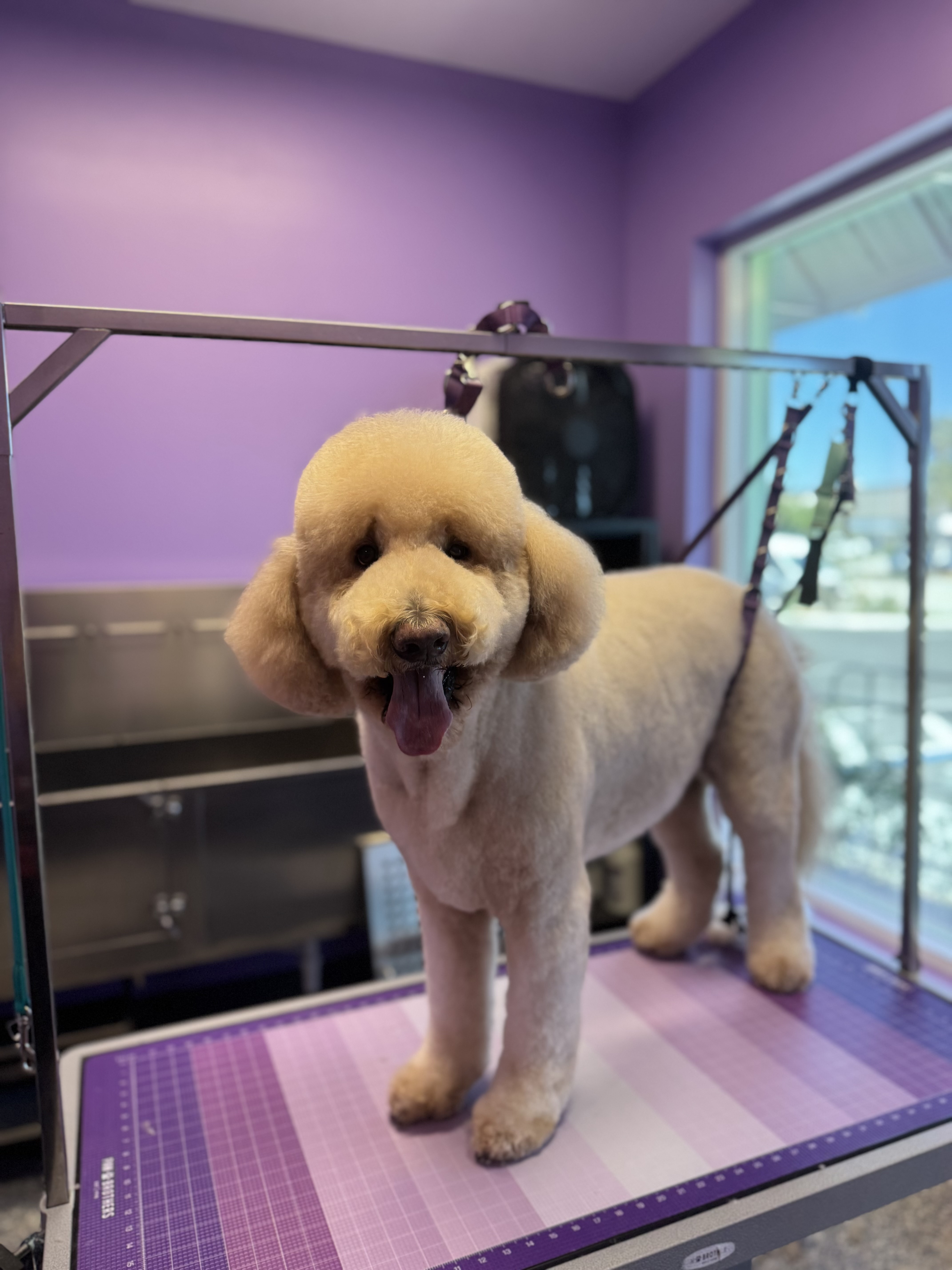 Happy white freshly groomed dog standing on grooming table