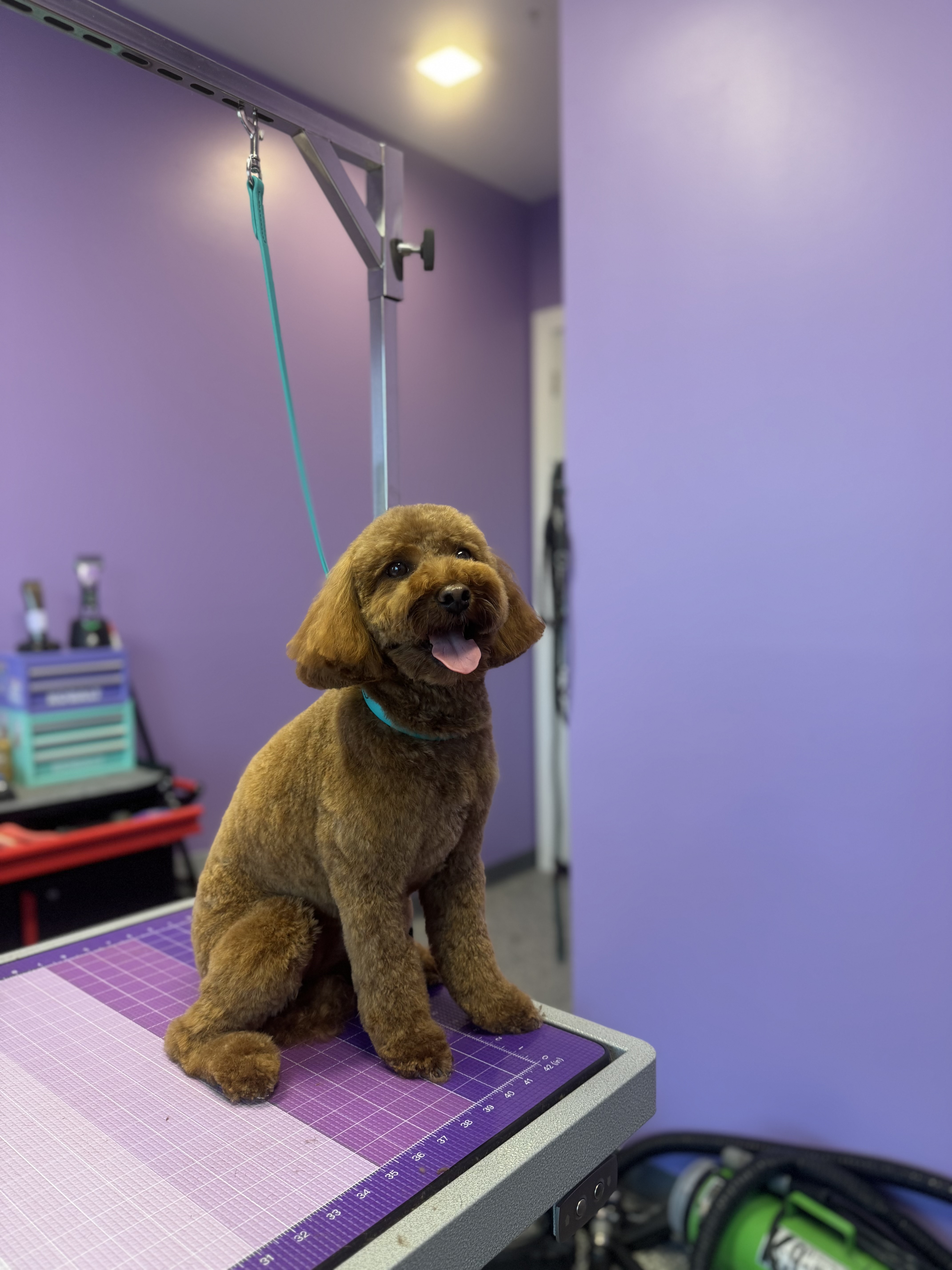 Happy brown freshly groomed dog sitting on grooming table