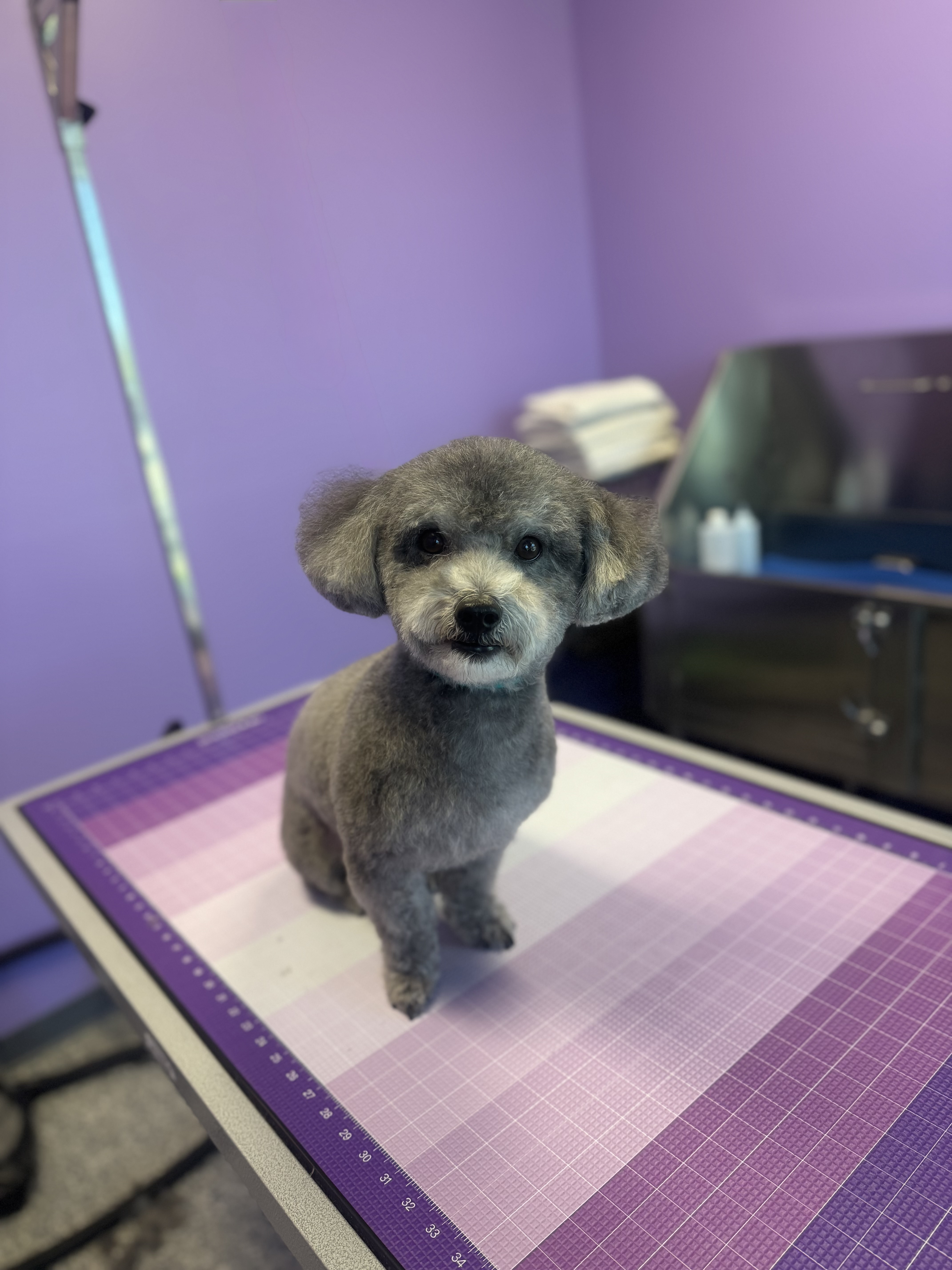 Grey dog with rounded teddy bear face sitting on grooming table