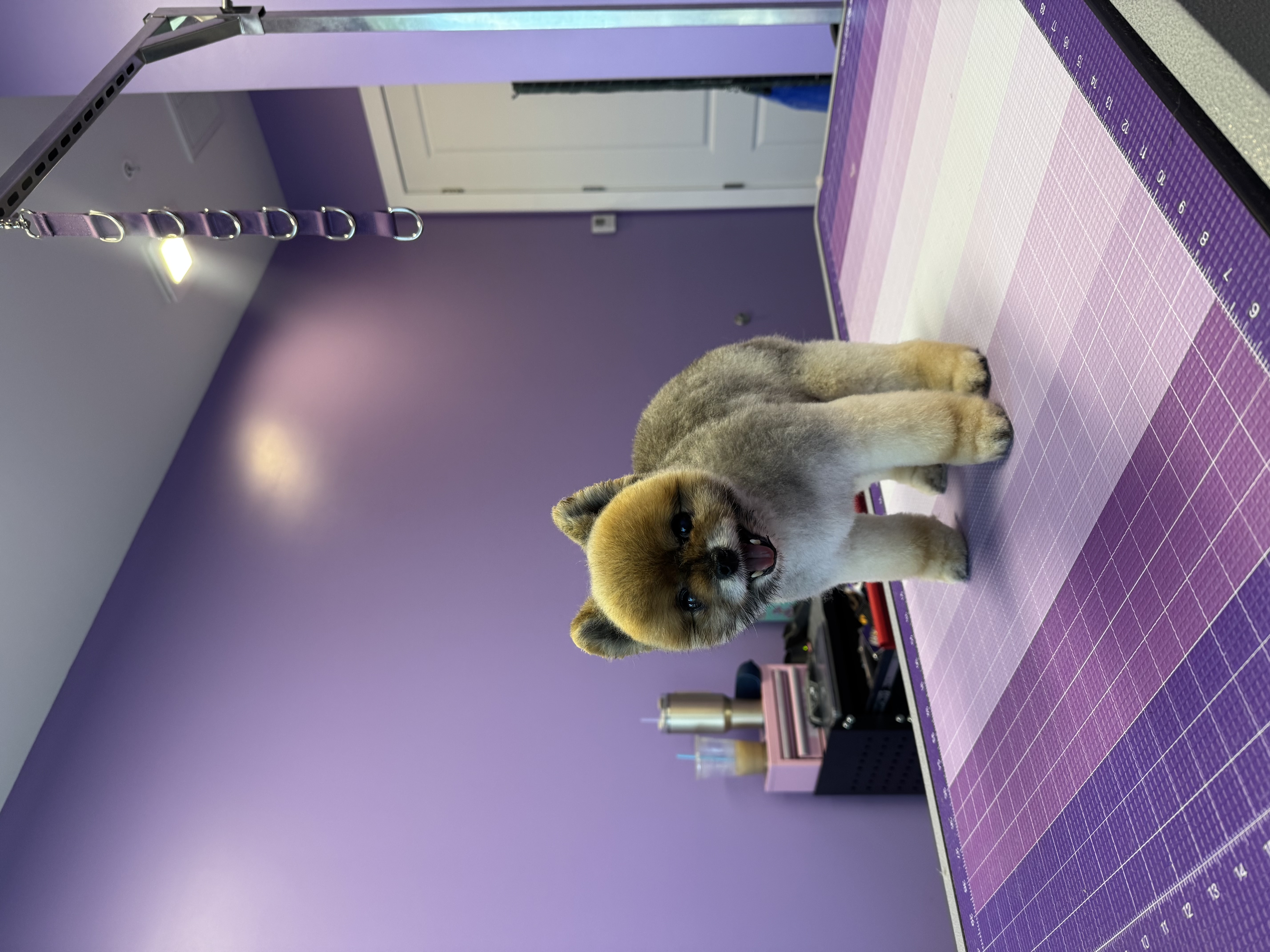 Happy brown and grey dog with rounded teddy bear face standing on grooming table