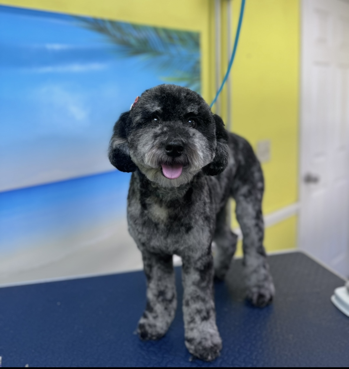 Black and grey dog after grooming session standing on blue mat