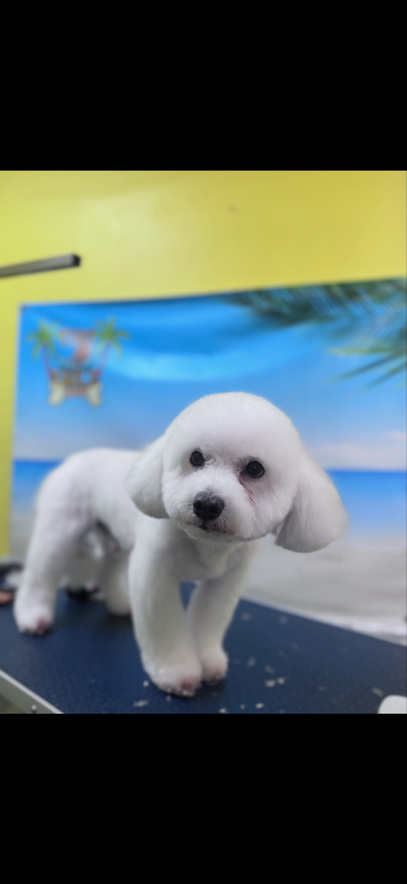White fluffy puppy with adorable head tilt and rounded coat after bath and groom